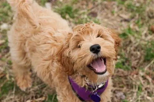 Mini Labradoodle ውሻ