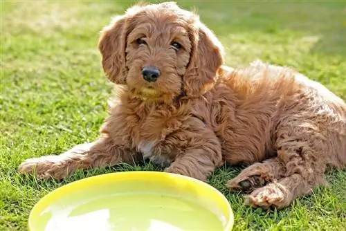 Mini Labradoodle šuniukas ant žolės