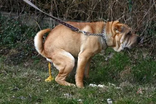 cão shar pei com diarreia