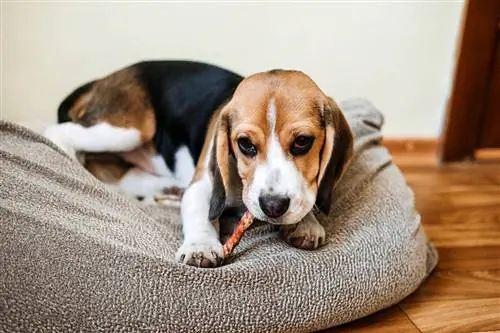 cachorrinho beagle mastigando bully stick