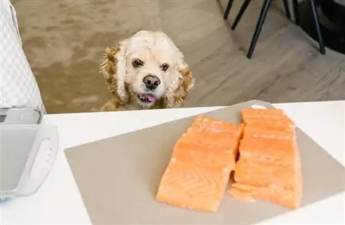 cachorro querendo comer salmão