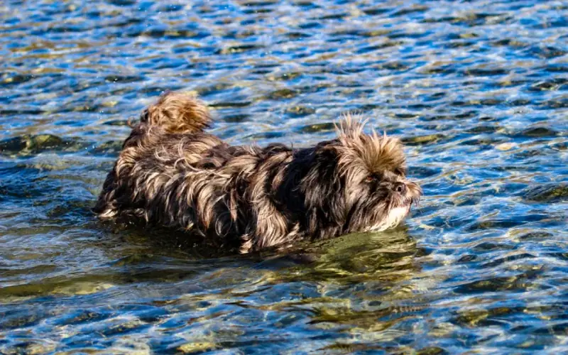 hoofdstel shih tzu hond zwemmen in water