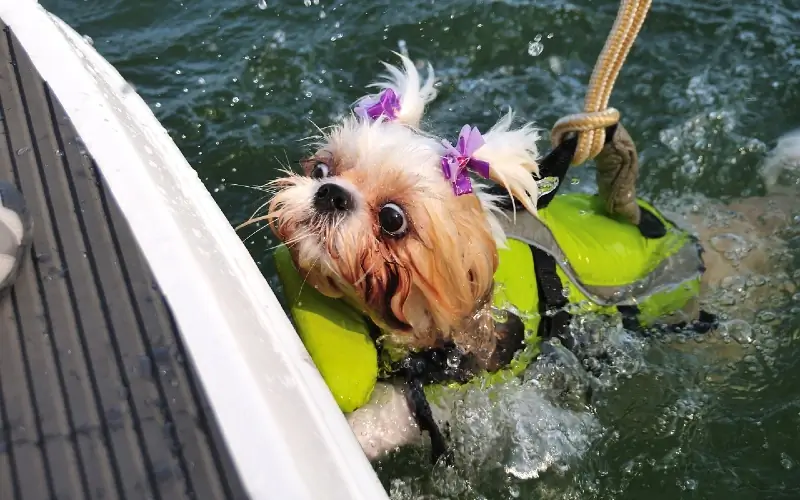 shih tzu-puppy die een reddingsvest draagt terwijl hij leert zwemmen in water