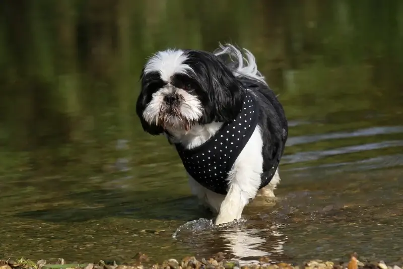 Kan Shih Tzus svømme? Hvordan hjelpe dem med å nyte vannet