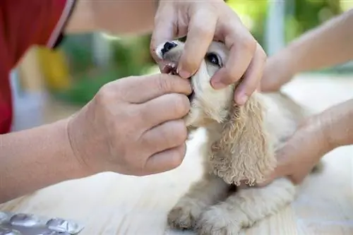 Boca de píldora para perros