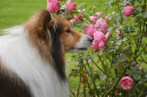 Köpeğim Gül Yedi, Veterinere Gitmeleri Gerekir mi? Veteriner Tarafından İncelenen Gerçekler & SSS