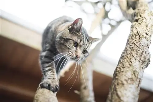 Hebben katten een goed richtingsgevoel? Feiten over katten & Veelgestelde vragen