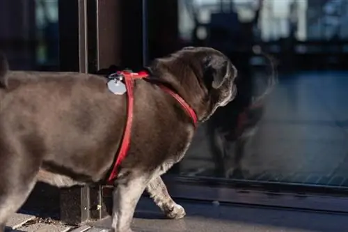 hund kigger gennem glasdøren