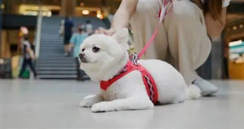 witte pomeranian hond die op de vloer ligt