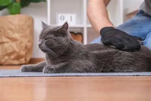 uomo che pettina la pelliccia del gatto