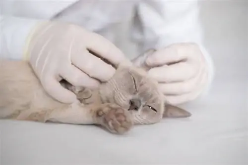 exame de gato birmanês pelo veterinário