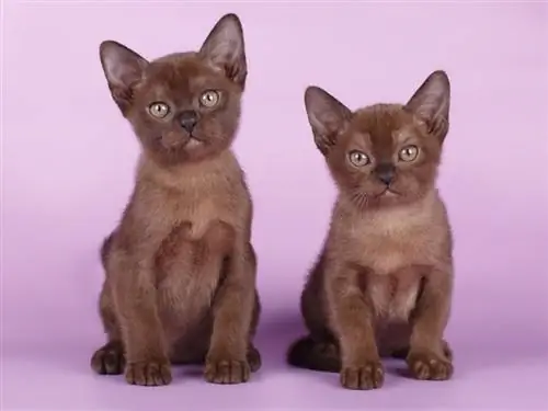 anak kucing Burma musang dengan latar belakang berwarna