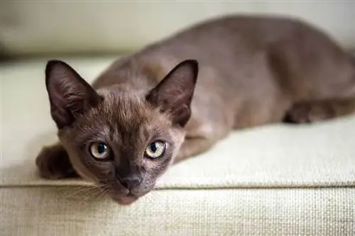 gato birmano acostado en el sofá