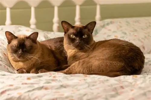 gatos birmaneses deitado no sofá