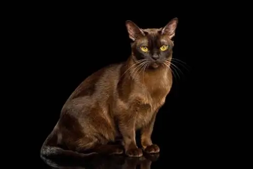 Macja Sable Burmese: Fakte, Origjina & Histori (Me foto)