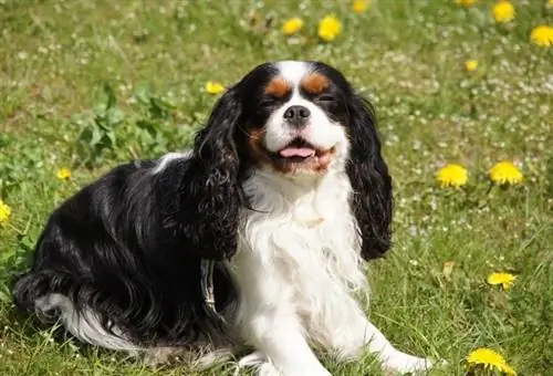 Raja Cavalier tiga warna Charles Spaniel