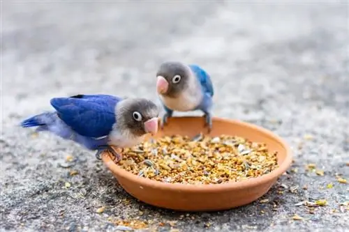 lovebird makan