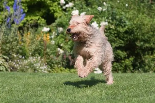 Otterhound ውሻ በአትክልቱ ውስጥ እየሮጠ ነው።