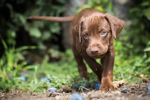 Catelul-labrador-maro-vizsla-walks-through-bush_Jared-Cook_shutterstock