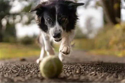 un câine care urmărește o minge de tenis