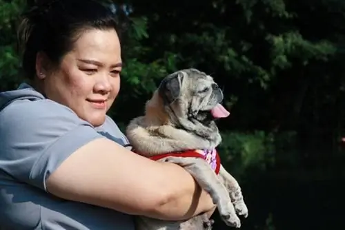 wanita gemuk membawa anjing pug