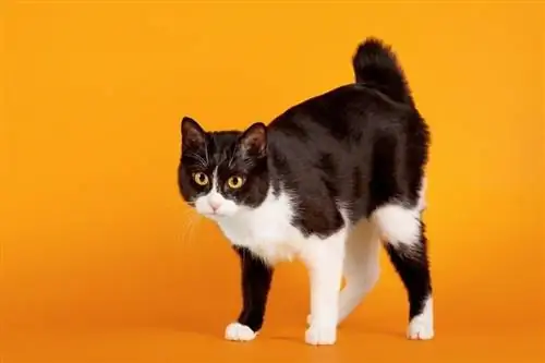 un gato bobtail japonés de fondo naranja