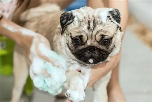 propietari d'un gos banyant la seva mascota pug