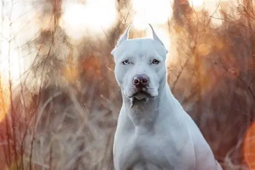 gambar dekat american pitbull terrier