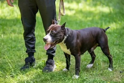 pitbull đứng trên bãi cỏ với chủ nhân