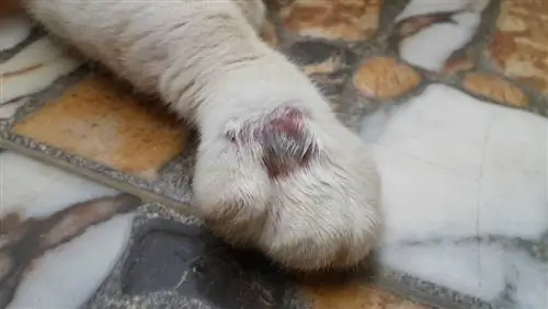 abses pada kaki kucing