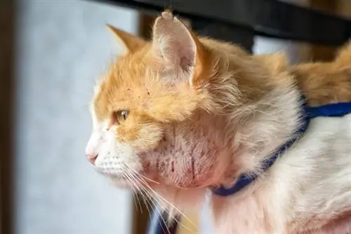 Abscesos en gatos: signos aprobados por veterinarios, causas & Cuidado