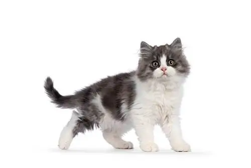 Cymric (Manx Longhair) Katt: Info, bilder, kjennetegn & Fakta