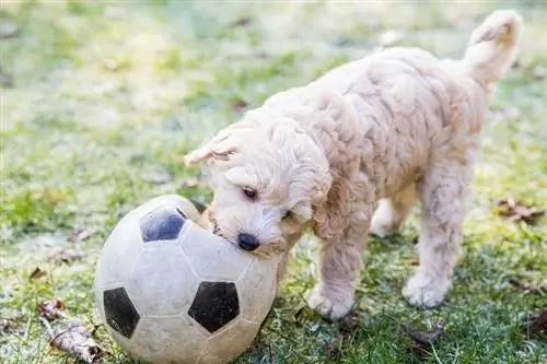 Labradoodle de treinamento