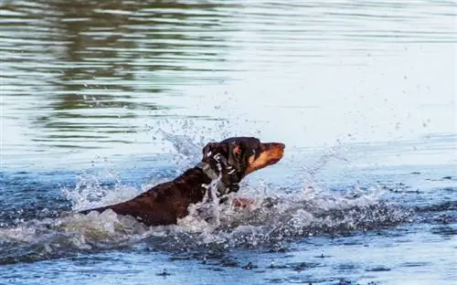 dobermanas plaukioja vandenyje