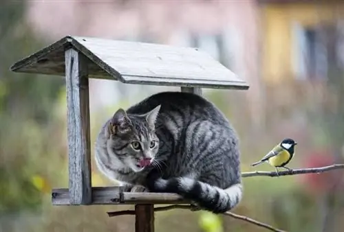 Gatti e uccelli possono vivere insieme in sicurezza? Rischi & Domande frequenti