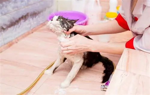 chat mouillé dans un bain savonné avec du shampoing