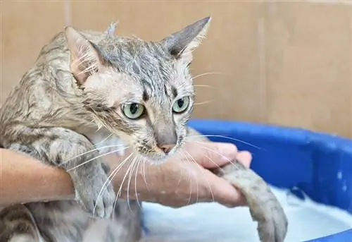 chat de nettoyage par shampooing sur bain d'eau