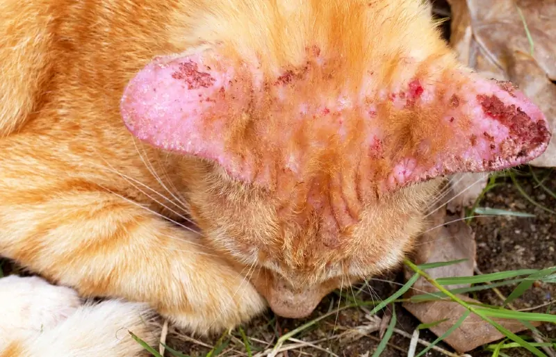 pişik qulaqlarında ringworm