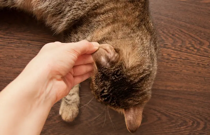 Pot pisicile de interior să facă pecingine? Semne & Întrebări frecvente (Răspuns veterinar)