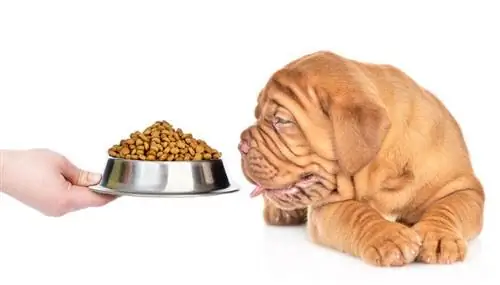 Anak anjing mastiff melihat semangkuk makanan kering_Ermolaev Alexander_shutterstock