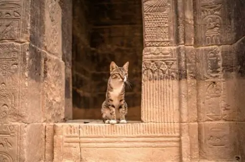 katt i Luxor-tempelet i Egypt