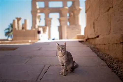 Straßenkatze im ägyptischen Tempel