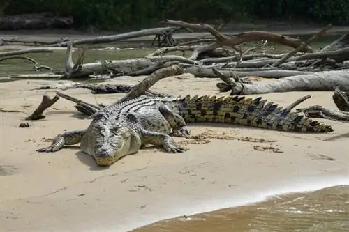 লবণাক্ত পানির কুমির