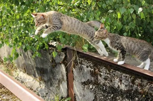 dois gatos pulando cerca