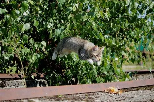 Bagaimanakah Kucing Melompat Tinggi? Meneroka Fisiologi Mereka