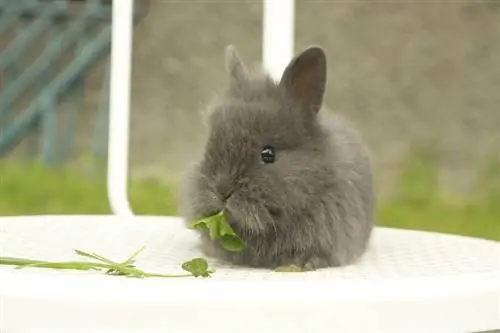 konijn dat blad eet