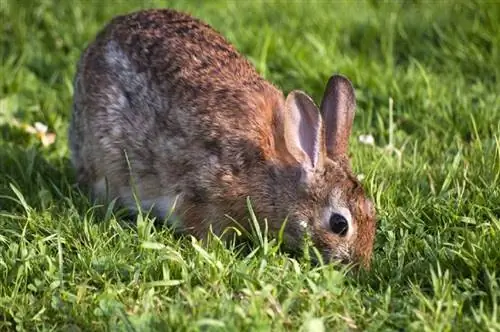 Zakaj zajci jedo svoje iztrebke? 5 razlogov, ki jih je pregledal veterinar