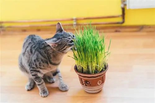 anak kucing makan oat rumput