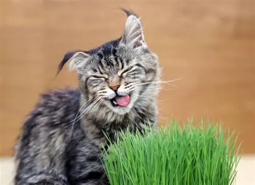 kucing makan dan menikmati rumput catnip