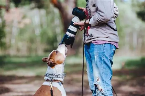 Az amerikai staffordshire terrier kutya kommunikál egy fotóssal, és megszagolja a fényképezőgép lencséjét